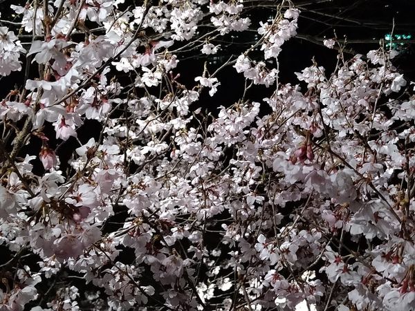 令和４年４月９日　三神峯後援での「夜桜を愛で西多賀夜景へのお誘い」に出かけました。