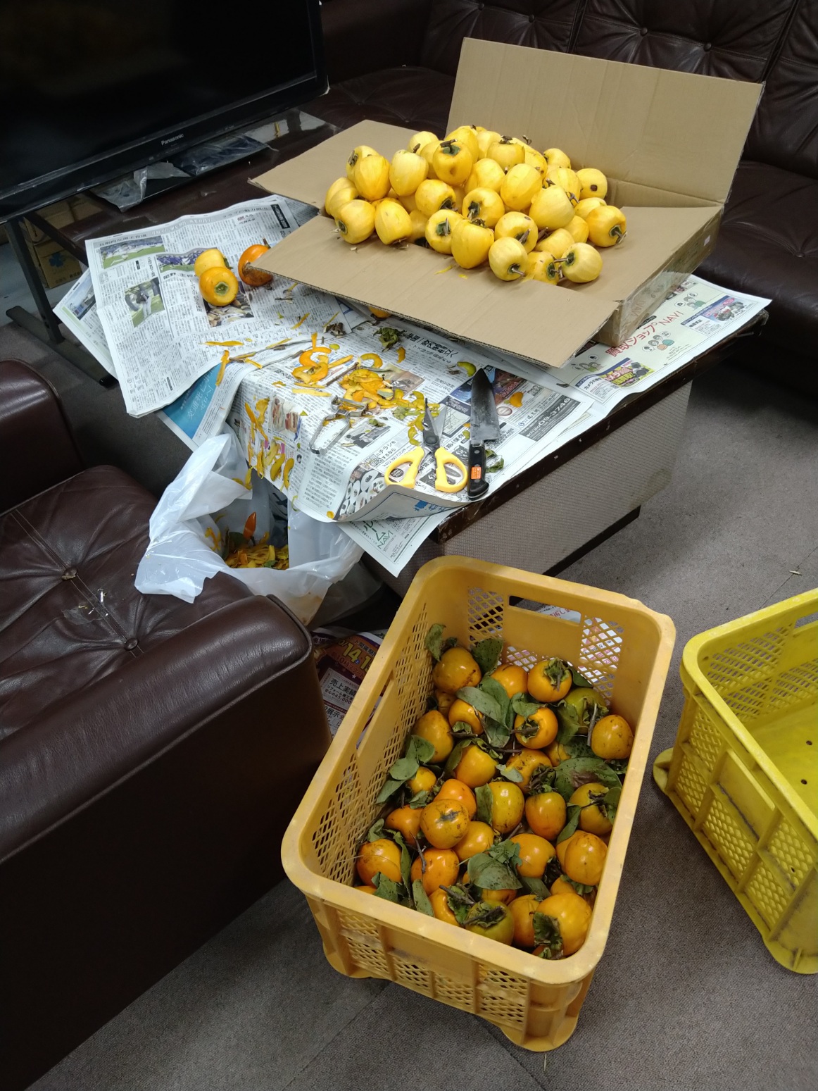 令和5年10月18日　支持者の方から柿をいただきましたので干し柿作りをいたしました。